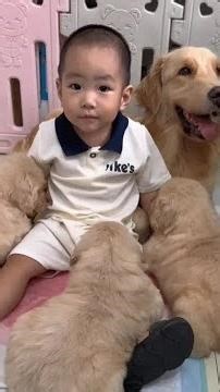 现在我们谁都不能碰小狗狗 只能他自己碰#抖音萌宠嘉年华 #萌宠出道计划 #万物可爱计划 #温馨互动记 #宠物与萌娃