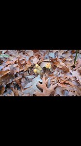 4K views · 65 reactions | Came across these on a hike to a cave and we couldn't resist! #fungi #Tennessee | TAG Caver | Facebook