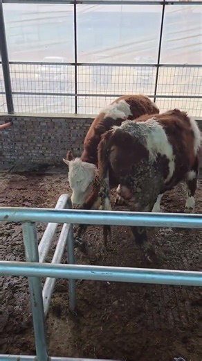 Livestock Lifestyle: A Day in the Life of Raising Cattle