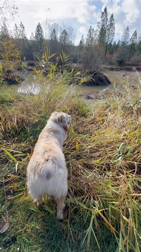 44 reactions · 16 comments | Nice walk in the sunshine after days of rain. #walking #autumnvibes | Sonya Spaziani | Facebook