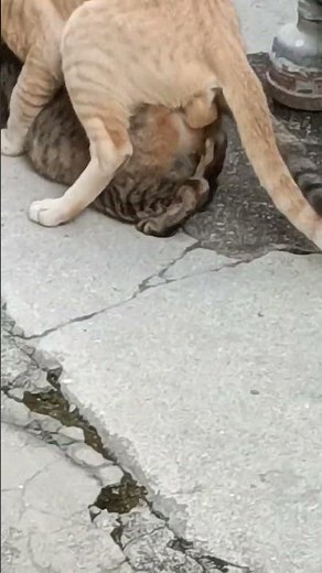 CAT mating