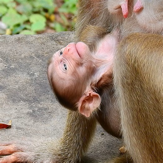 New baby monkey hungry milk so much | Monkey TV Daily