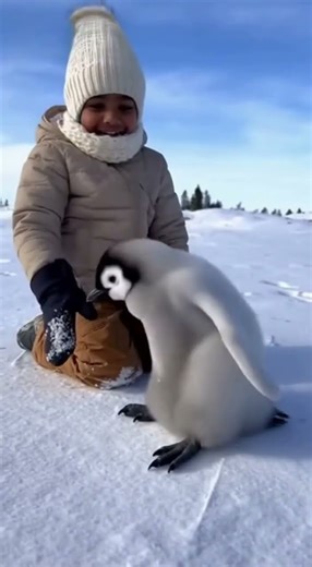 Baby Penguin Can’t Stop Slipping Every 2 Seconds! 🐧😂❄️ #shorts #funny