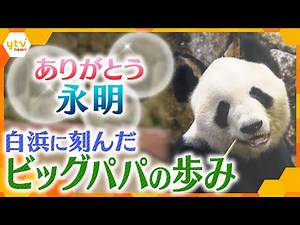 ありがとう白浜パンダ「永明」 体の弱い幼少期から１６頭の子を持つパパに…ファンと飼育員２８年の思い【かんさい情報ネット ten.特集】