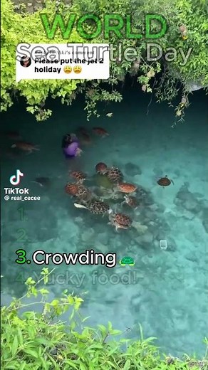 CUTEST Sea Turtles! #fypシ #turtle #cuteanimals