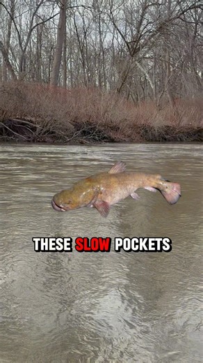 Fishing For FLATHEAD Catfish In RIVERS! 🎣 #shorts #fishing #catfish