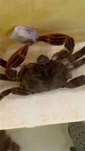 ショウジンガニがハサミを器用に動かしながら、エサを食べている映像。