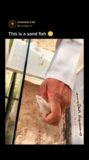 5.8K views · 55 reactions | The sand fish, also known as Scincus...