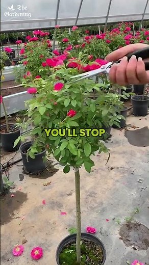 How to Prune Roses After Flowering: Step-by-Step Guide for More Blooms #RoseCare #PruningRoses #Rose