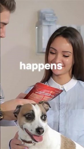 Understanding Dog Reverse Sneezing