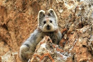 'Pikachu' di Dunia Nyata, Makan Kotoran Untuk Bertahan Hidup | National Geographic