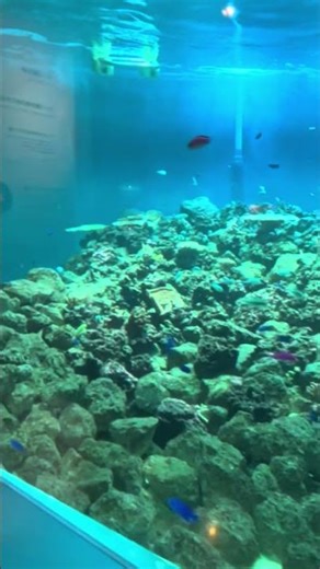 【癒やし】葛西臨海水族園の巨大水槽が美しすぎた…✨