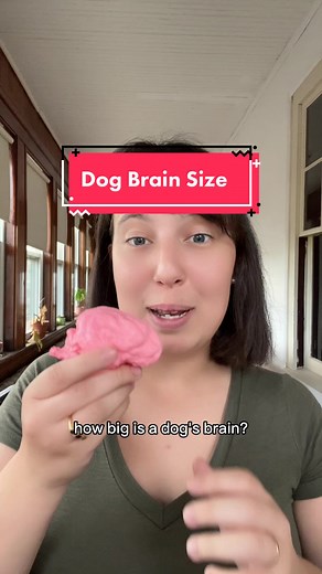Understanding Dog Brain Size: A Comparative Analysis