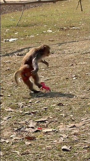 🥰🐒#Monkey funny short video#funny