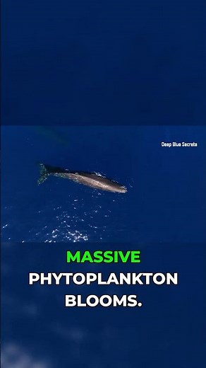 How Sperm Whales Feed the Ocean! #facts #wildlife #marinemystery