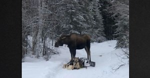 Alaskan Dogsled Team Faces Hour of Horror After Run-in with Moose in Woods