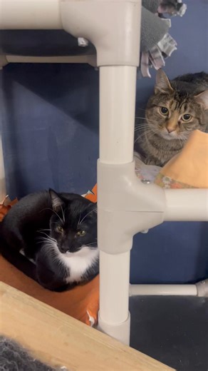Four sweet surprises to brighten a dreary Saturday 🌞🐈 Please welcome our newest litter to River Kitty!#adoptdontshop #downtownevansville #catcafe #evansvilleindiana #unboxingvideo | River Kitty Cat Cafe