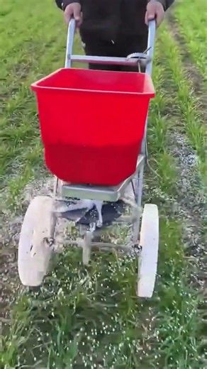 Broadcast spreader evenly distributing fertilizer across the lawn