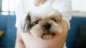 Close up view of a dog face Free Stock Video Footage