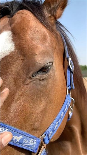 Beginner Horse Training Guide.” #HorseCompanion#foryou #short