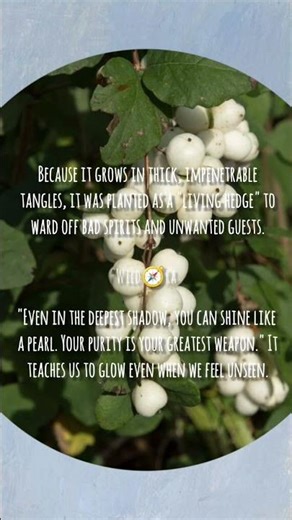 Snowberry: The Ghostly Pearl of the Shadows.#snowberry#symphoricarpos#ghostberry