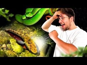 DÉCOUVRIR nos POISSONS d'aquarium dans la Nature ! (J'ai traversé le globe) feat ‪@ToopetVideos‬