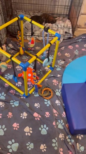 Every day with these beautiful 😍 boxer puppies feels like a fresh dose of joy. From their goofy zoomies to their soft sleepy snuggles, they bring more love and laughter than we ever imagined. If these little wiggle-butts made you smile today, drop a ❤️ in the comments! | Boxer puppies for adoption in Oregon