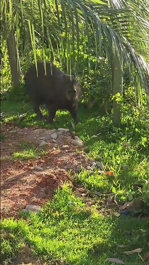Capybara Capybara #capybara #capybarasong #capybaracommunity