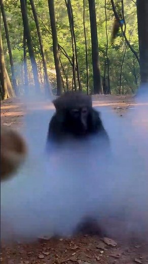 Baby Monkey Hands Mom a Firework… And What Happens Next Is Hilarious! 💥🐒😂 | Realistic Short