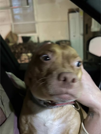 Funny Voiceover Moments from The Bad Guys Movie