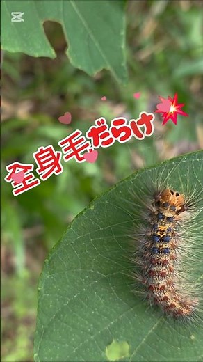 毛虫見っけた(笑)マイマイ蛾の幼虫です。成虫は可愛いくないけど幼虫はなんか可愛い💕#毛虫#マイマイ蛾の幼虫#自然観察#生き物観察