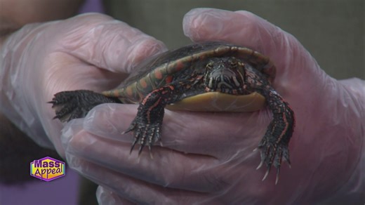 Meet Franklin, the painted turtle ambassador at the Springfield Museums