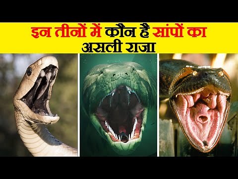 जब Black Mamba, Anaconda और Titanoboa आपस में भिड़ेंगे | Black Mamba vs Anaconda vs Titanoboa