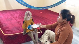 32K views · 2K reactions | Clever Jason Intend To Sleepy Protecting Little Monkey Friend That Mom Example | Monkey Jason | Facebook