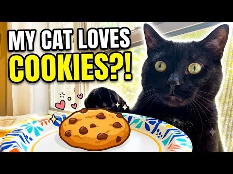 My Cat Marvin’s Official Food Preference Experiment (COOKIES?)