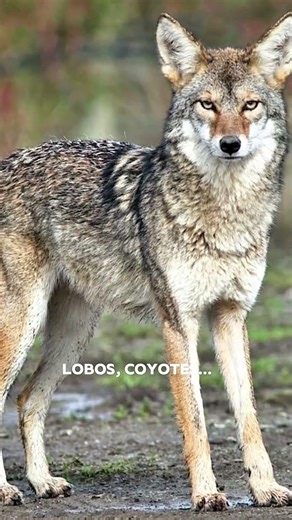 EL PERRO CON LA MORDIDA MÁS FUERTE #shorts #perros #vidacanina