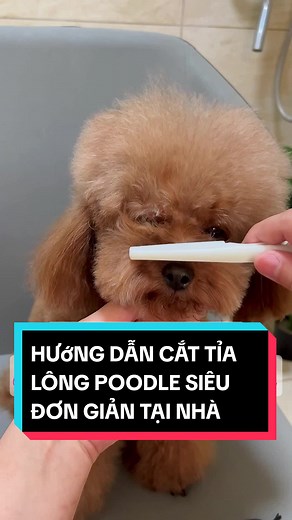 Hướng dẫn cắt tỉa lông poodle tại nhà siêu đơn giản