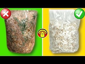 How to make Grain Spawn for Growing Mushrooms at Home