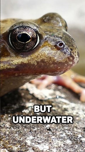 How do FROGS Breathe Underwater AND in Air?