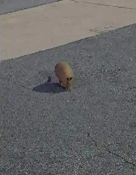 Armadillo runs off after being startled in Newnan, Georgia, USA