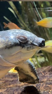 Think you know all there is to know about turtles? Well, our painter would suggest slowing down to re-evaluate that belief with a visit to our Fly River exhibit! The aptly named Pig-nosed Turtle has flippers and a distinctly porcine snout that make it stand out from the many other turtles that call the Aquarium "home!" #lookcloser #turtles #reptiles #pignosedturtle #flyriverturtle #aquariums #tennesseeaquarium | Tennessee Aquarium