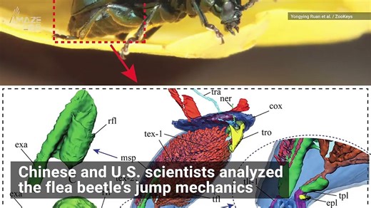 This New Bionic Limb Design Was Inspired By a Tiny Beetle’s Jump