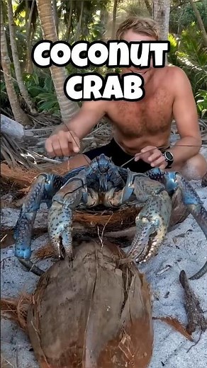The most deadly crabs around the world #animals