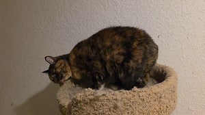 Frosty the Frozen Kitten on Reels