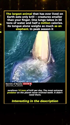 16 TONS OF KRILL A DAY