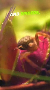 Can this plant eat EVERYTHING! #CrazyCreatures #WildlifeFacts #ManEatingPlant | Crazy Creatures