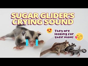 Joey Sugar Glider's Crying. Cute and Adorable!