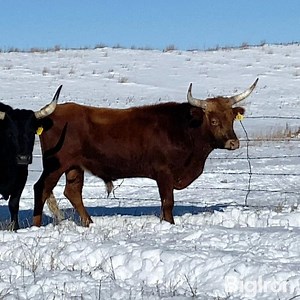 Red Purebred Corriente Bull | Livestock