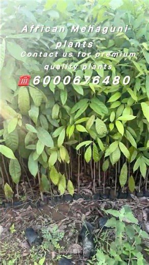 Mahogany tree farming.#mahogany #shorts