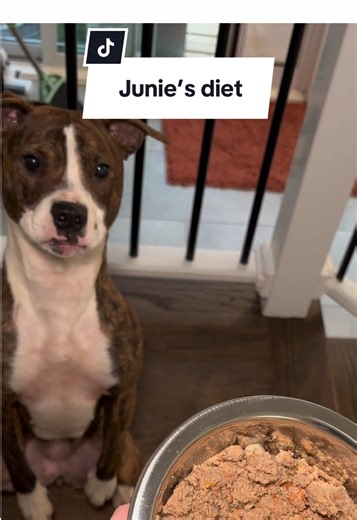 Improve Your Dog's Health with Fresh Food Solutions